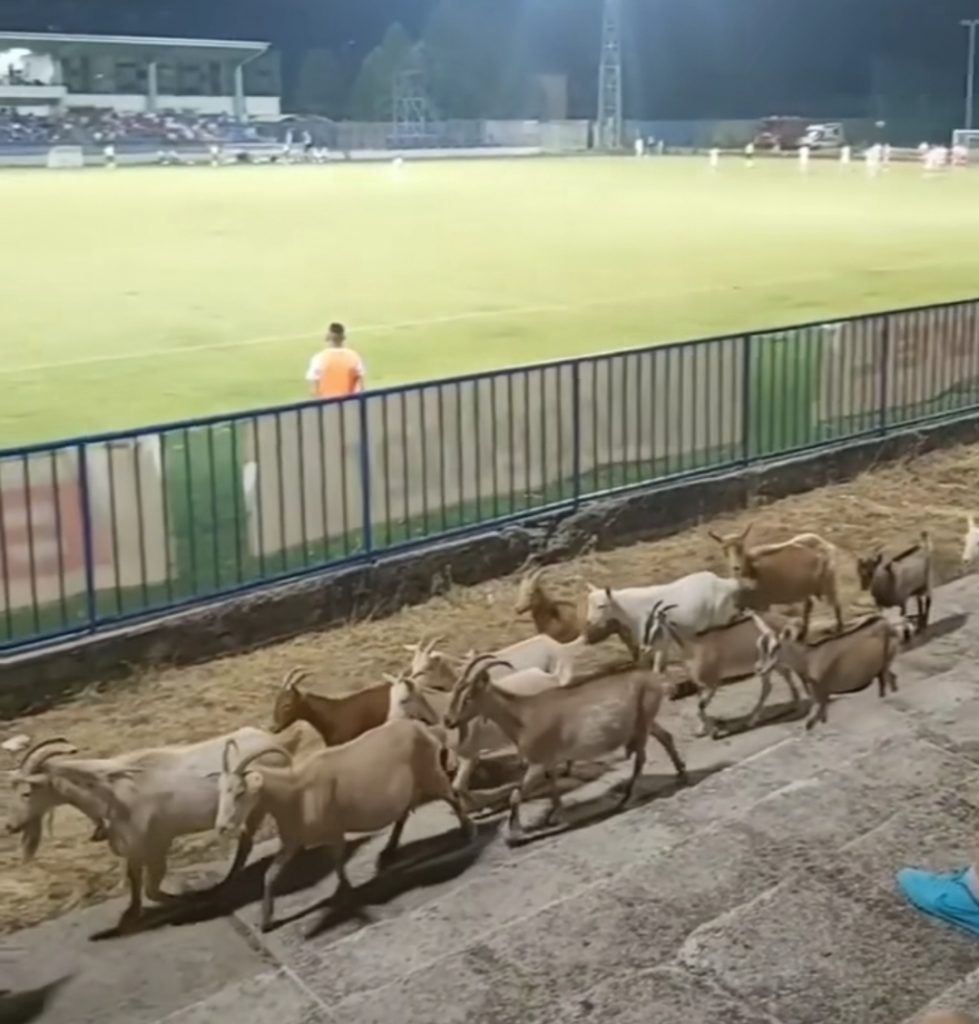 CRNOGORSKI FUDBAL Koze i jarići u lagodnoj šetnji tokom utakmice u Danilovgradu (VIDEO)