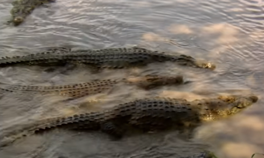 HOROR SNIMAK Krokodil ubio fudbalera pa ga vukao kroz vodu, očevici sve snimili (UZNEMIRUJUĆI SNIMAK)
