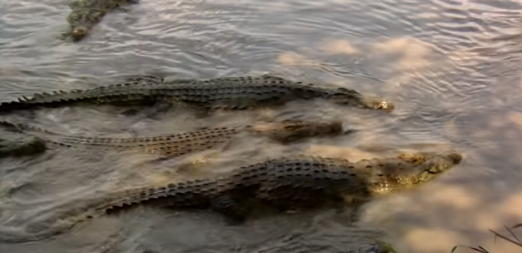 HOROR SNIMAK Krokodil ubio fudbalera pa ga vukao kroz vodu, očevici sve snimili (UZNEMIRUJUĆI SNIMAK)